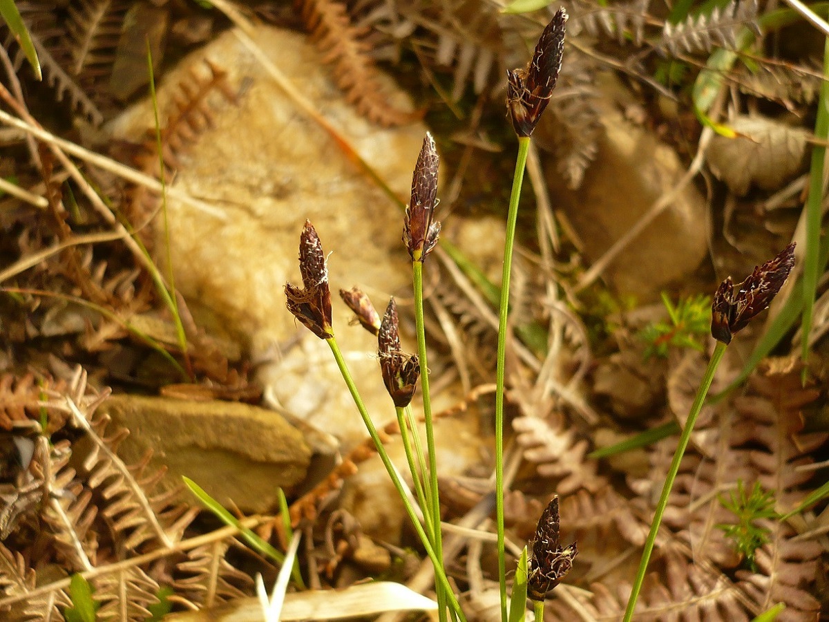 Carex montana (Cyperaceae)